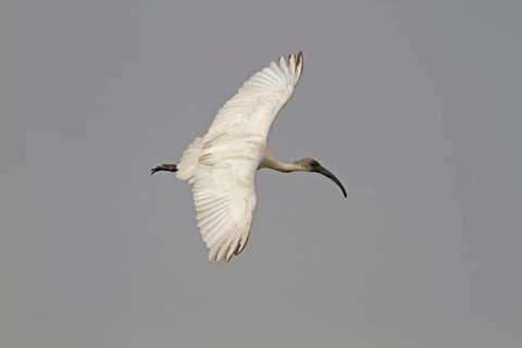 Black-headed ibis