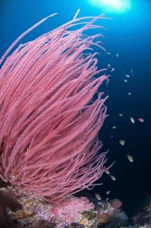 Whip gorgonian