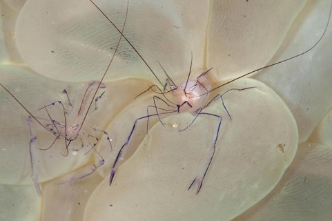 Commensal Shrimp