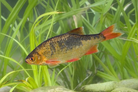 Common Rudd