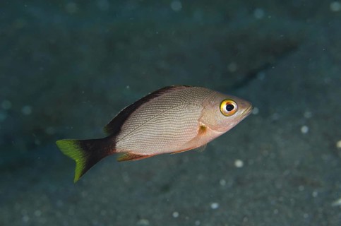 Humpback red snapper