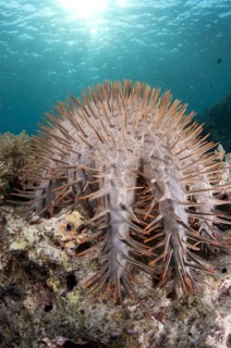 Crown-of-thorns Starfish
