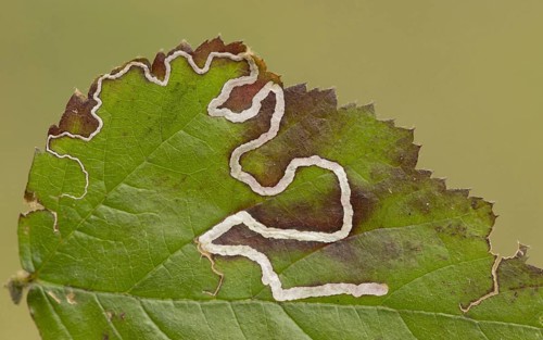 Nepticulidae