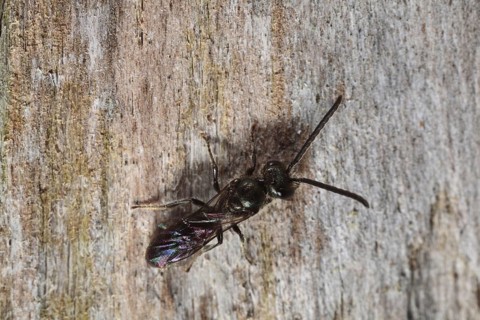 Lasioglossum similis