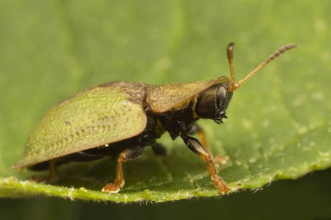 Green Tortoise Beetle
