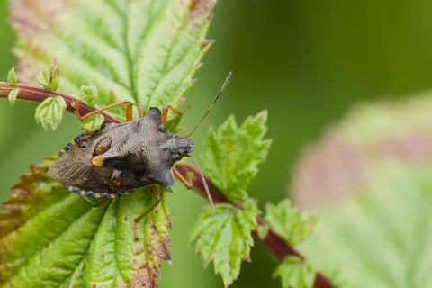 Forest bug
