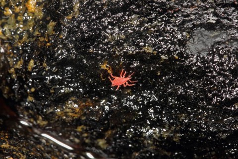 Red snout mite