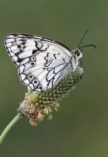 Balkan marbled white