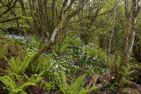 Ramsons