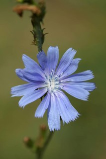 Common chicory