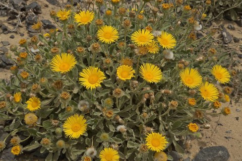 Canary fleabane