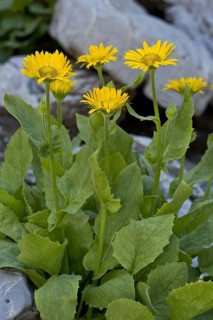 Large-flowered Leopard's Bane