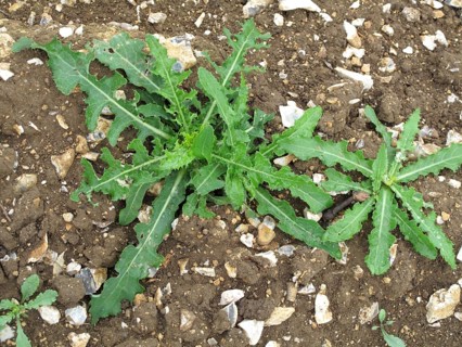 Corn sow thistle