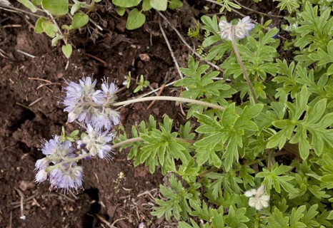 Pacific Waterleaf