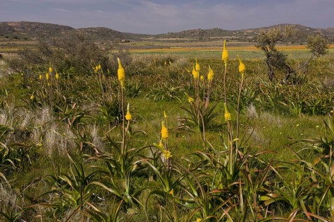 Flowering yellow cattail