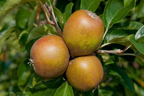 Cultivated Apple