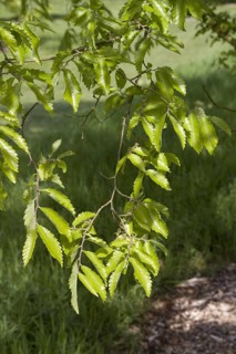 Caucasian Elm Spring Leaves