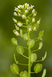 Field penny-cress