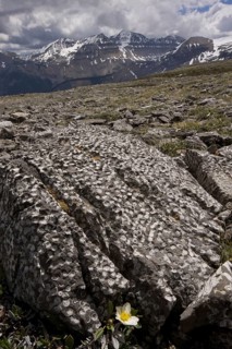Fossilized coral in mountain rocks