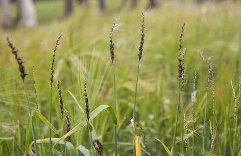 Barley