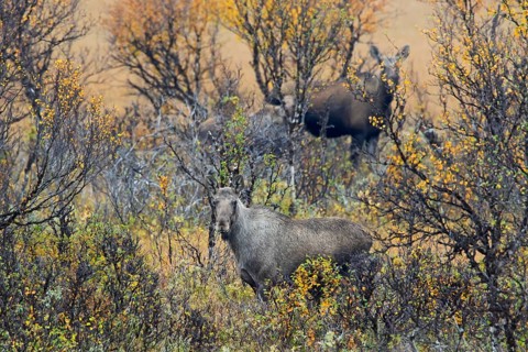 Elk