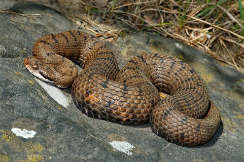 Italian Viper