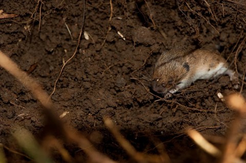 Field mouse