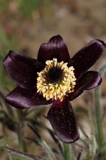Black meadowlark