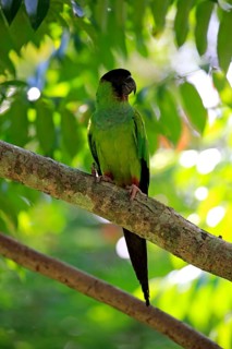 Nanday parakeet