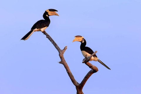 Malabar pied hornbill