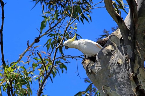 Sulphur-crested cockatoo