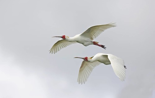 Narrow-billed Spoonbill
