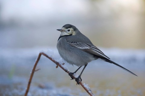 Pied Wagtail