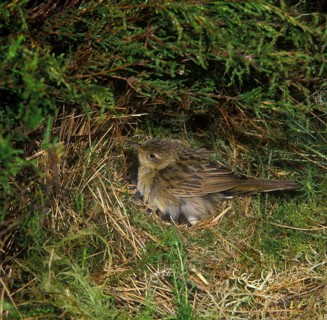 Grasshopper warbler