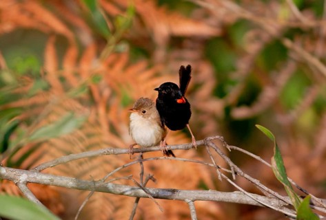 Red-backed fairywren
