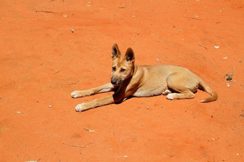 Dingo