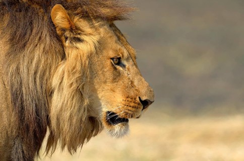 Angola lion