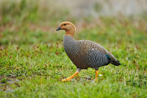 Upland Goose