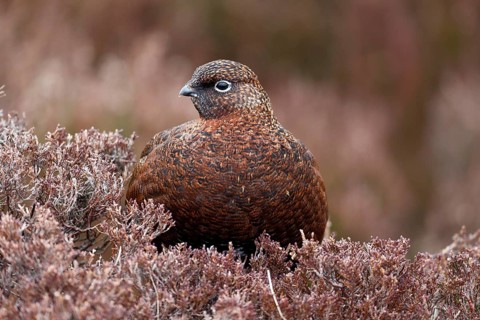Red Grouse