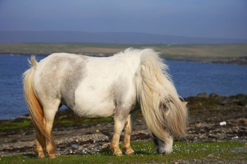 Shetland Pony