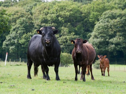 Domestic cattle