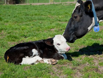 Domestic Cattle