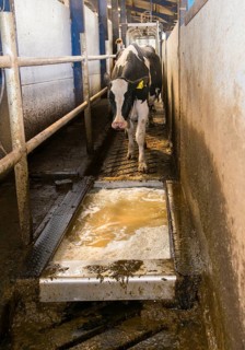 Dairy farming