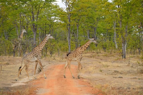 Thornicroft's Giraffe