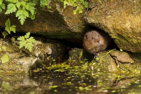 Eastern vole
