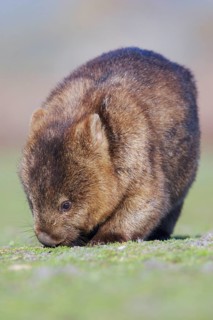 Naked-nosed wombat