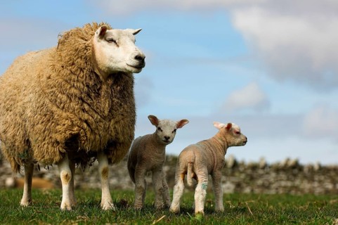 Domestic Sheep