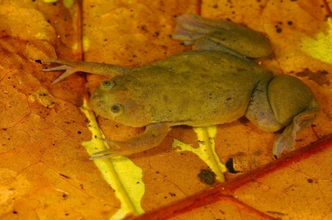 De Witte's Clawed Frog