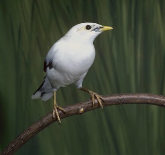 Acridotheres melanopterus