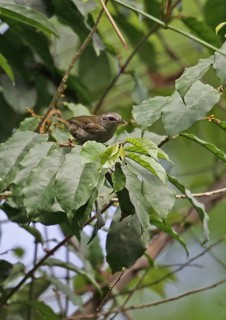 Little Grey Greenbul